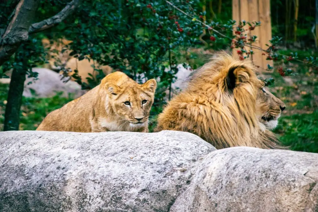 Nairobi Park Charges, Location, Animals, and Opening Hours