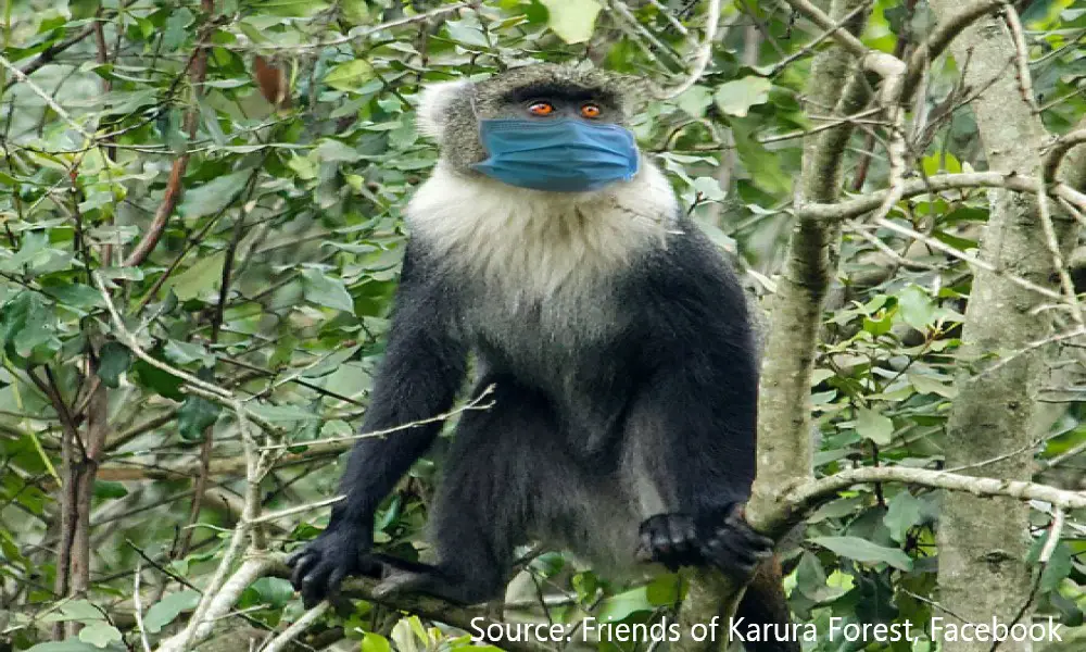 Monkey Wearing Mask