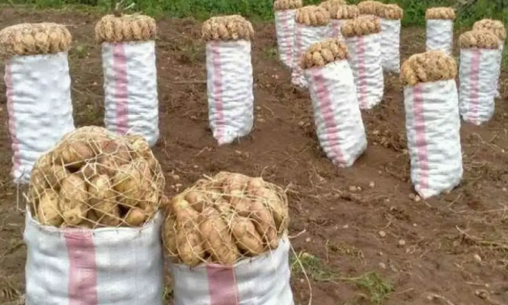 Elegyo Marakwet Where 90kg Bag Of Potatoes Costs The Same As Two Plates Of Chips