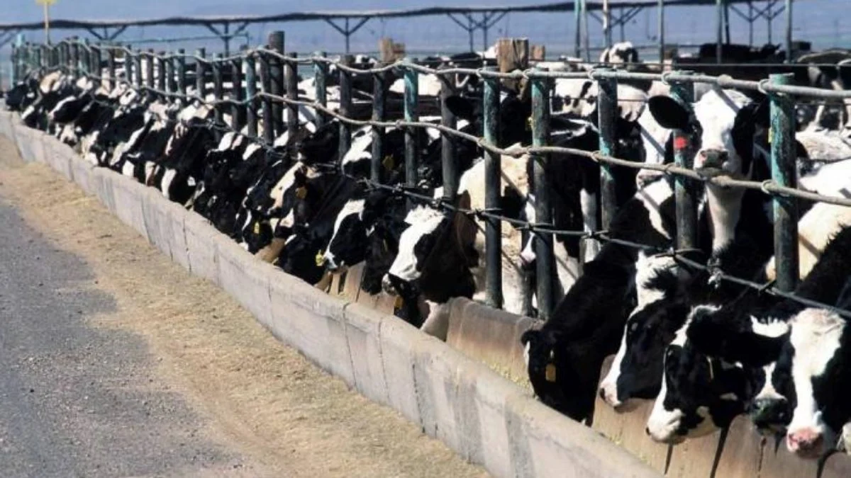 How To Start A Dairy Farm Business In Kenya With Low Capital