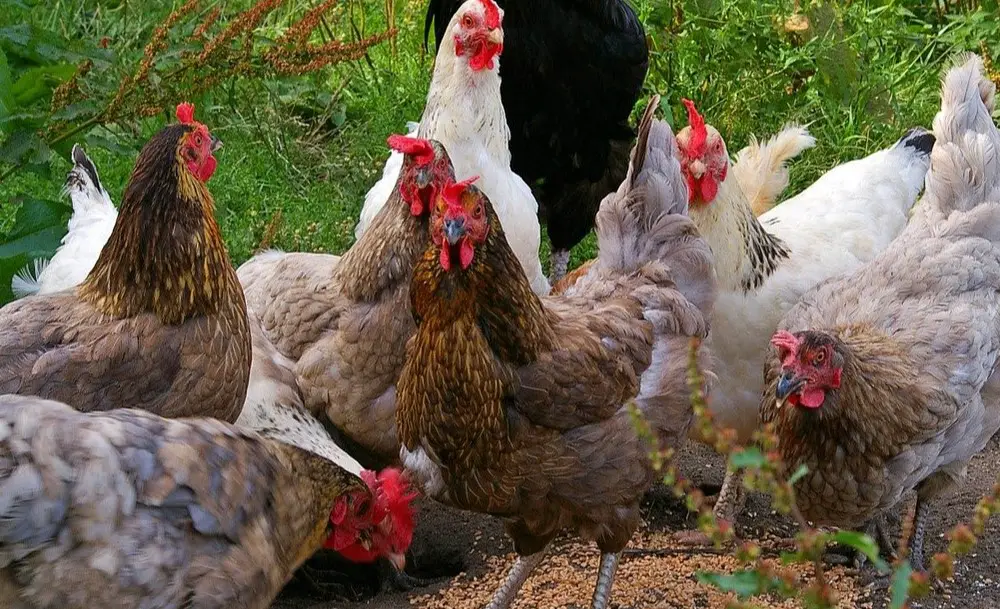 How To Start A Poultry Farm In Kenya Easily For Profits Now