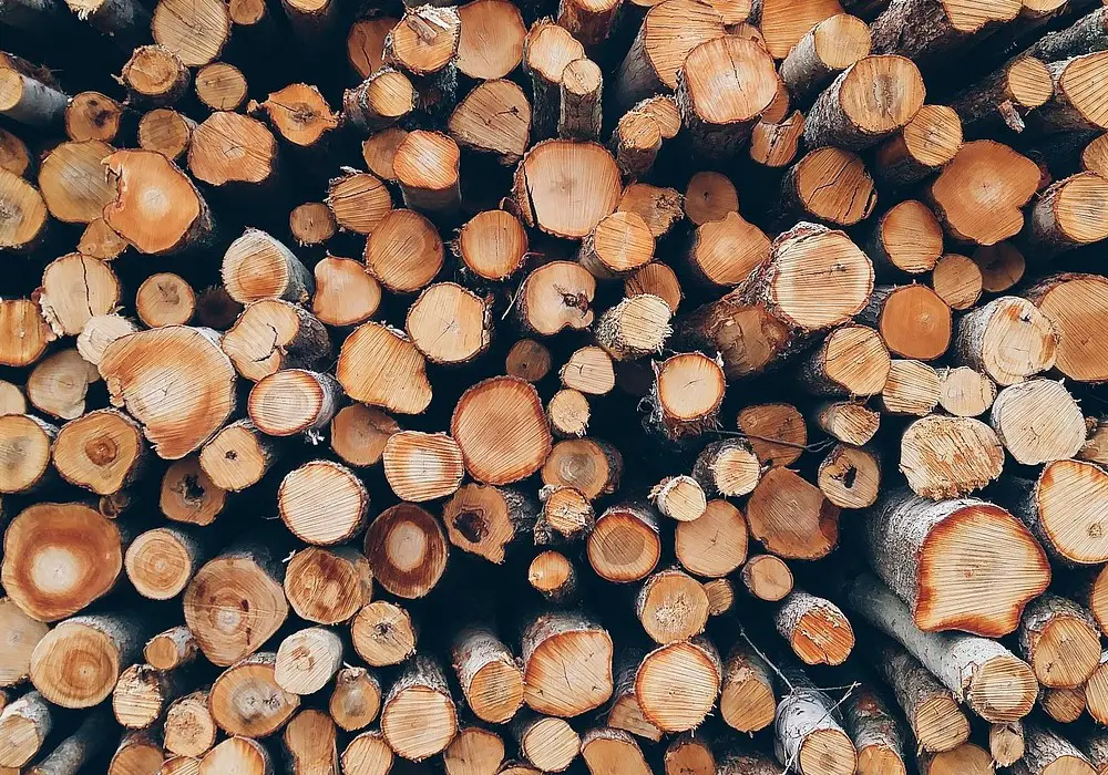 How To Start Timber Business In Kenya Easily For Profits