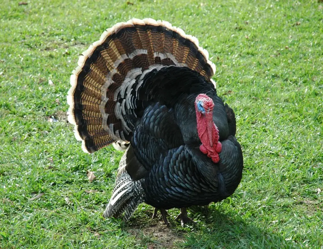 turkey tours from kenya